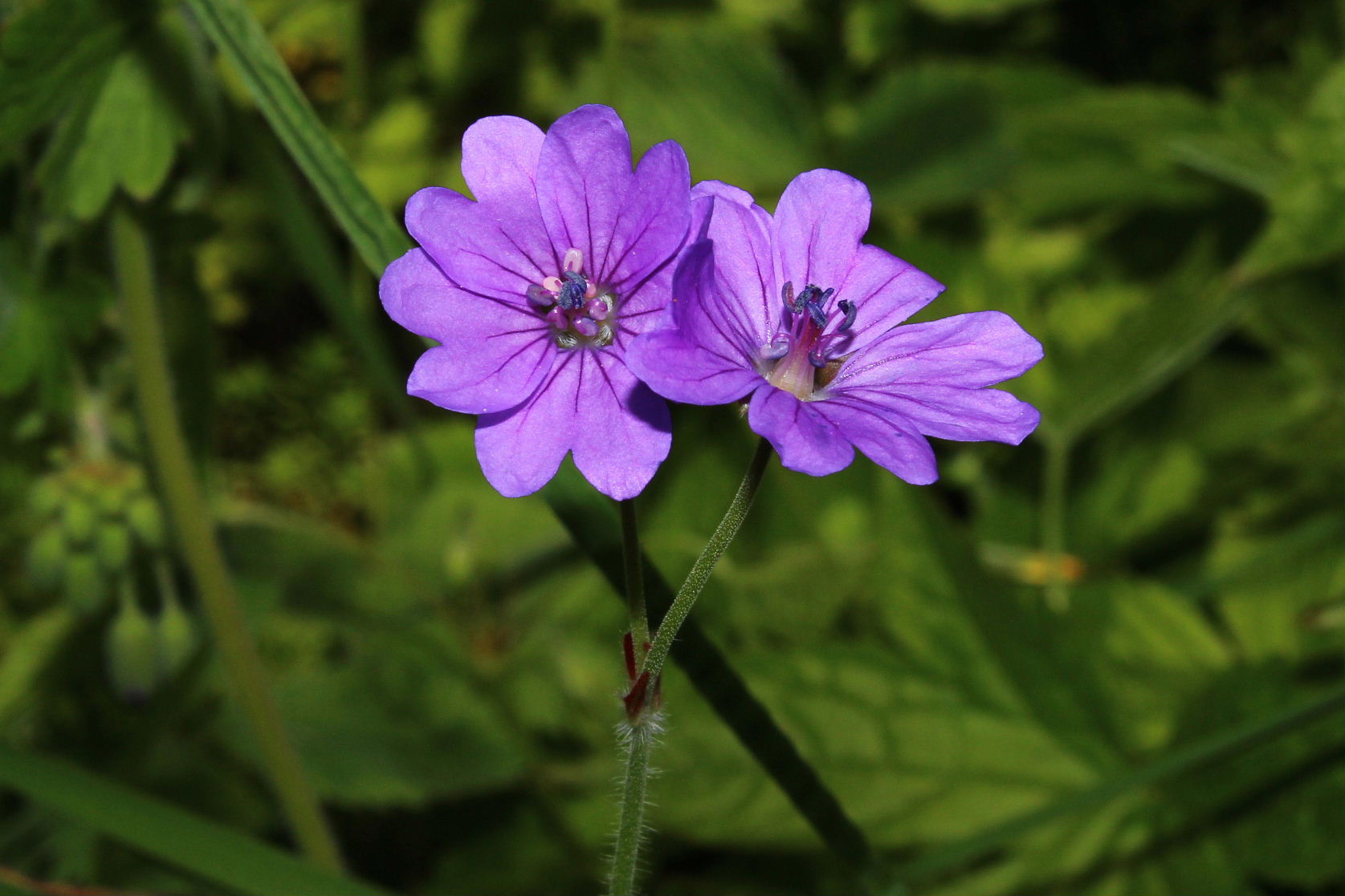 Geranium pyrenaicum / Geranio dei Pirenei